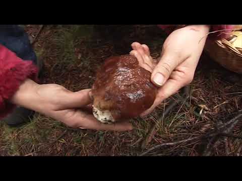 Vídeo: Caviar de bolets de bolets bullits