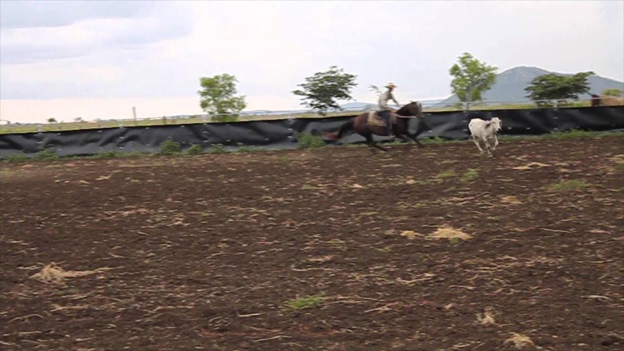 Kimlin Quill Lot 77 Landmark Classic Sale Tamworth February 2015 YouTube