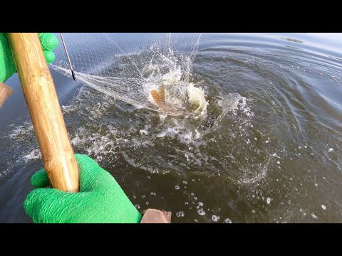 САЗАНЫ ГИГАНТЫ РВУТ ПАУК!!! ВЕСЕННЯЯ РЫБАЛКА НА ПАУК, НА ФАТКУ!!! ВЕСНА 2023