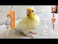 【生後４週間　ヒーター取り付け】オカメインコのヒナのお家にヒーターをつけてみた！！