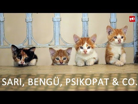 KEDI - VON KATZEN UND MENSCHEN - Trailer/Clips - German/Deutsch 2017