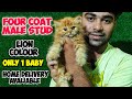 🤯Beautiful Lion Color Persian Kitten | Ginger Male Baby Available