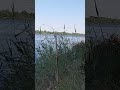 اسوانى انا دمى اسوانى 