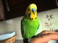 Говорящий попугай Гоша-говороша 3