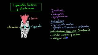 Ligamentos, tendones y articulaciones | fisiología del sistema músculo-esquelético