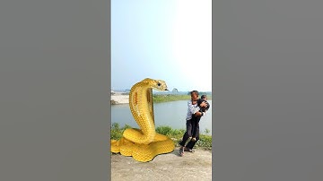 Anaconda Snake in real life P188#shorts#snake #python #snakes #nagin#anaconda #bigsnake #viralVideo