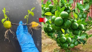 Special techniques  The most effective method of spreading for today's lemon tree breeding