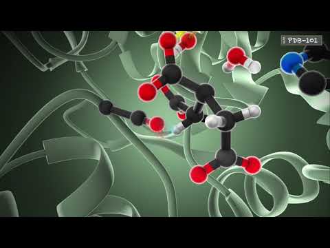 تصویری: محل تجزیه آنزیمی مواد فاگوسیته شده کجاست؟