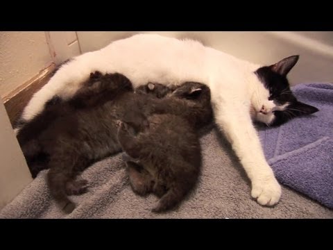 Thumb of This House Kitty Love Her Adopted Kittens, Even Though They're Bobcats video