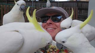 Surrounded by happy wild cockatoos