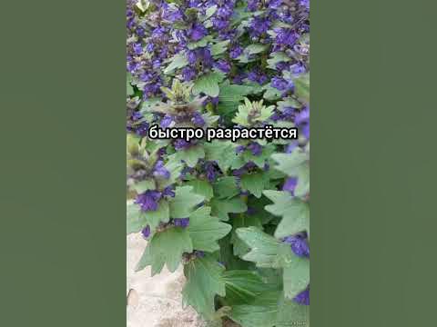 Посадите это растение вдоль дорожки!!! - YouTube
