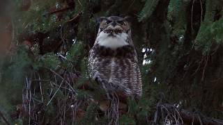 Great Horned Owl hoot screenshot 5