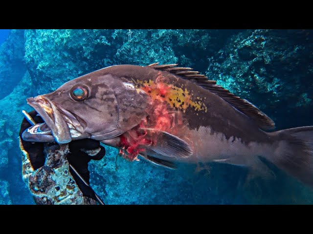 SPEARFISHING HYDRA ISLAND |Spearfishing Life 🇬🇷