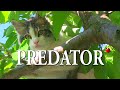 Охранник черешни Predator cat (Хищник)