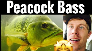 Peacock Bass Aquarium Care