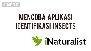 Aplikasi iNaturalist Identifikasinya Insects (Serangga) screenshot 4