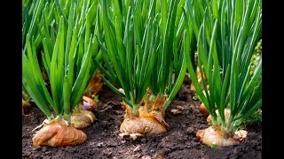 اسهل طريقة لزراعة بصل ااخضر  اورجنك في المنزل An easy idea to grow green onions for salad