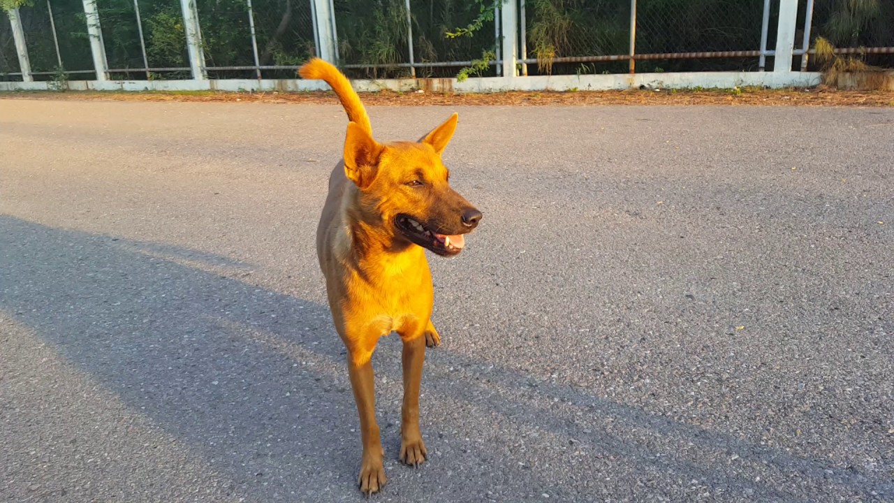 Looking in on the Dog pack... another year has gone past. YouTube