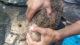 Digging wild root crop | Buga | Cooking and eating