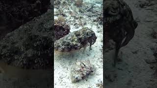 Spaceship takes off #cuttlefish #sepia #scubadiving #zanzibar
