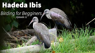Hadeda Ibis Episode 11