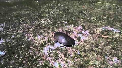 funny and very fast  running soft shell turtle..Scott just having fun