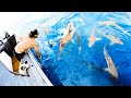 SHARKS EVERYWHERE Fishing The Deep Blue For Food (Amazing Dolphins & Turtles) - Ep 256