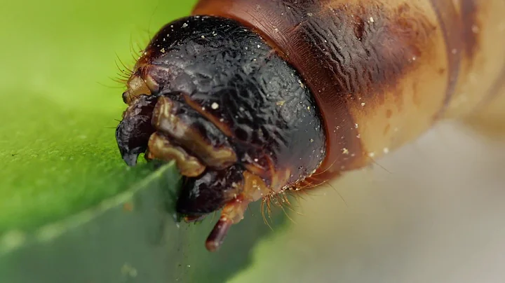 WARNING! SCARY INSECT EXTREME CLOSE (MACRO)