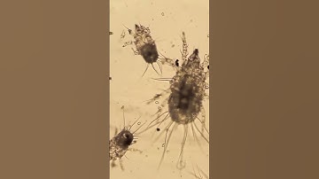 #youtubeshorts #youtube #shorts #short  #best #microscope #macrozoom #foryou #science #macrolens