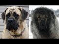 Top10 razas de perros mas pesados y grandes del mundo 2da parte