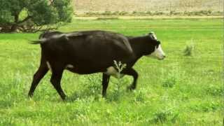 Home Federal Bank - Cow