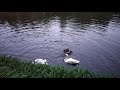 Лебеди в Софиевке
