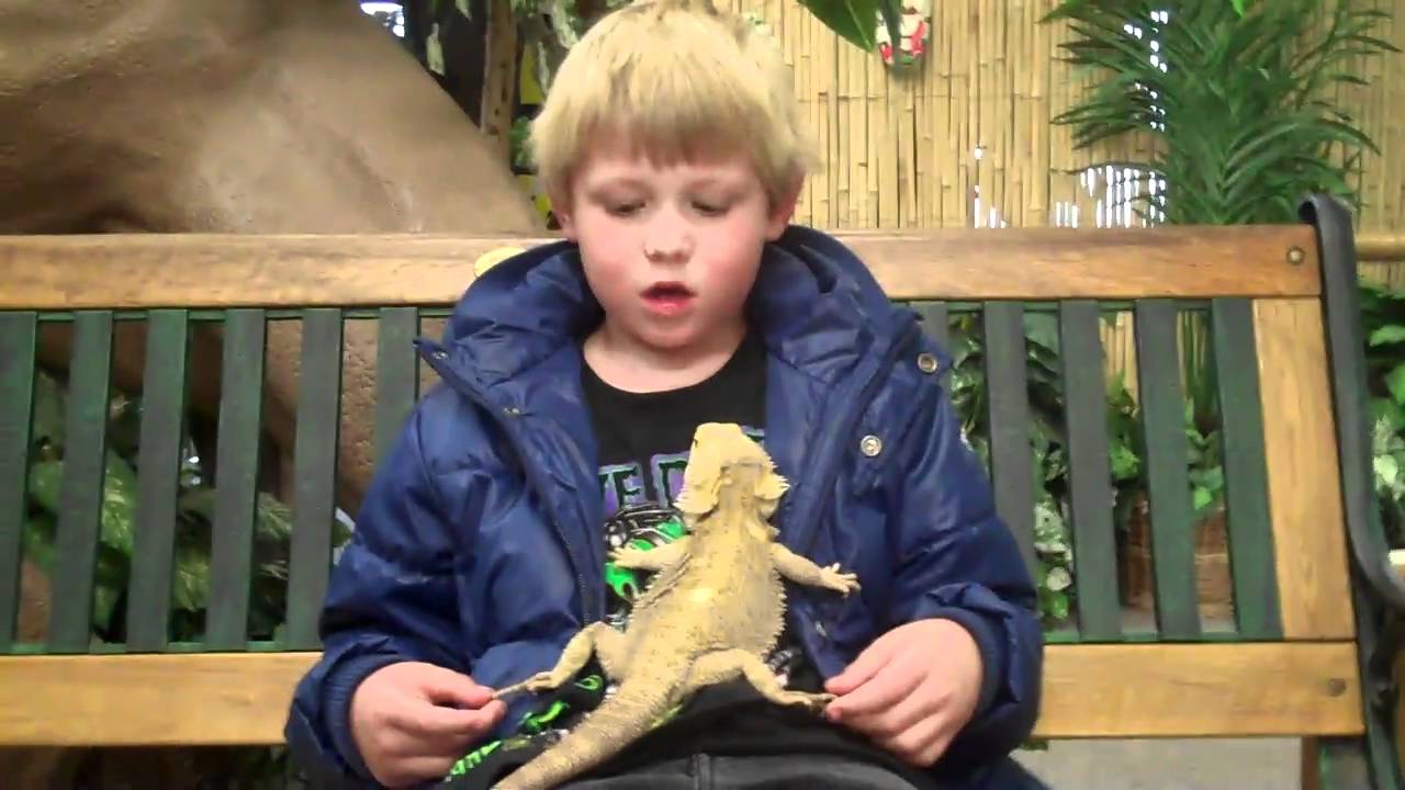 kids on bearded dragons - YouTube