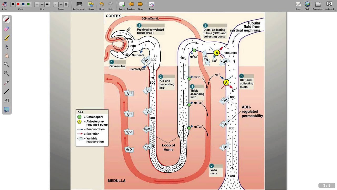 Regulation of Electrolytes YouTube
