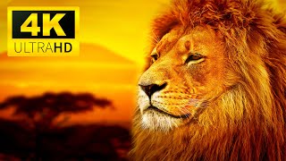 4K African Animals : Explore Africa 4K (60FPS) ULTRA HD - With Nature Sounds (Colorful Vivid)