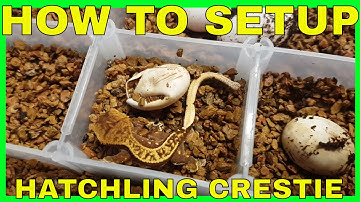 How to setup a hatchling crested gecko
