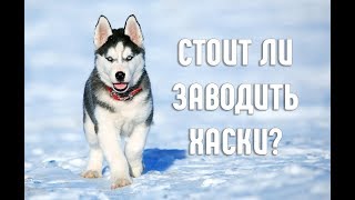 Почему стоит завести Хаски? |10 причин завести Хаски Почему стоит завести Хаски? |10 причин завести Хаски