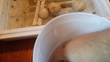 Menyuam qaib xiav nqaij ayam cemani