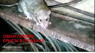 Обнаглевшие крысы в подвале жилого дома.