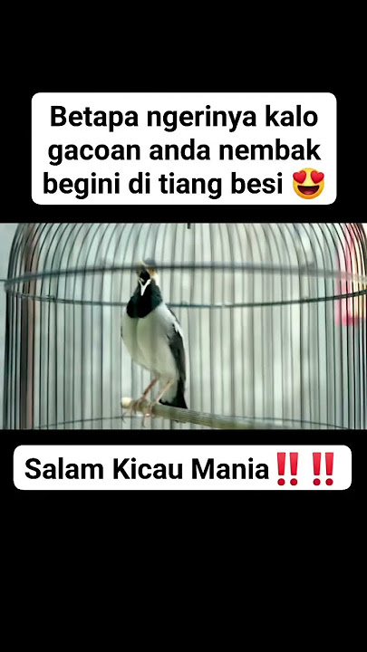 Tembakan jalak suren panjang#jalaksuren#viralvideo#shortsvideo#fypシ゚viral #kicaumaniaindonesia