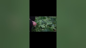 Watch Silkworms Transform  From Eggs to Silk #silk #experience #countryside