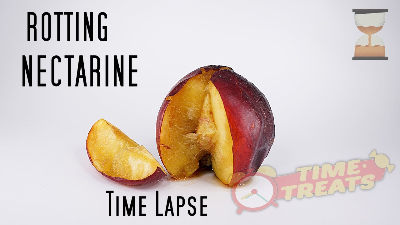 Rotting Decomposting Nectarine With Fruit Flies Maggots - Timelapse Video Time Treats