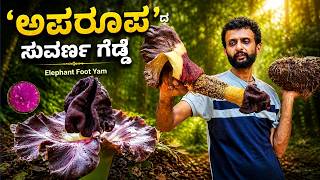 ಈ ಗೆಡ್ಡೆ ಯಾಕೆ ಇಷ್ಟು ವಿಚಿತ್ರ? 🤔 | Elephant Foot Yam "Rare Collection"