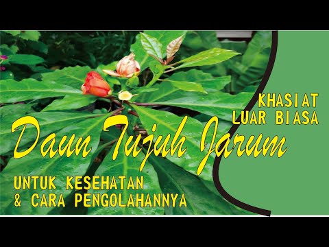 Video: Tumbuhan manakah yang mempunyai daun berbentuk jarum?