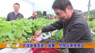 大湖草莓季進入尾聲  悠閒採果撿便宜