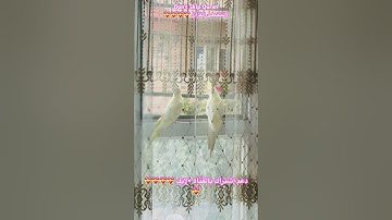 تلاوه عطره من الذكر الحكيم جمعه مباركه #birds #cutebird #foryou #اكسبلور