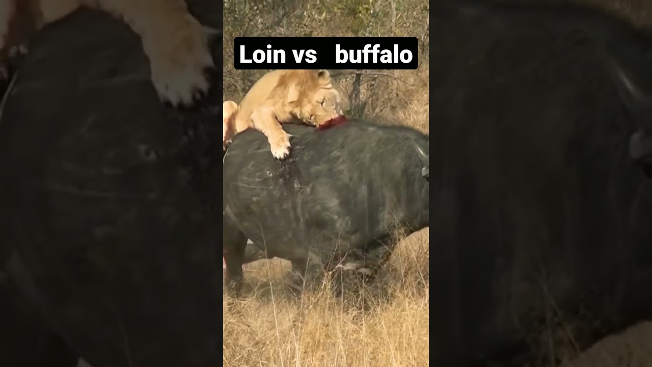 ⁣Lion Attacks #entertainment #vairalshort #reels #animals #attack #wildlife