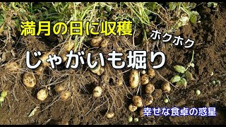 満月の日に収穫　じゃがいも堀り　幸せな食卓の惑星