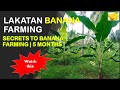 Secrets to Banana Farming | 5 Months Old | Lakatan Banana Farming