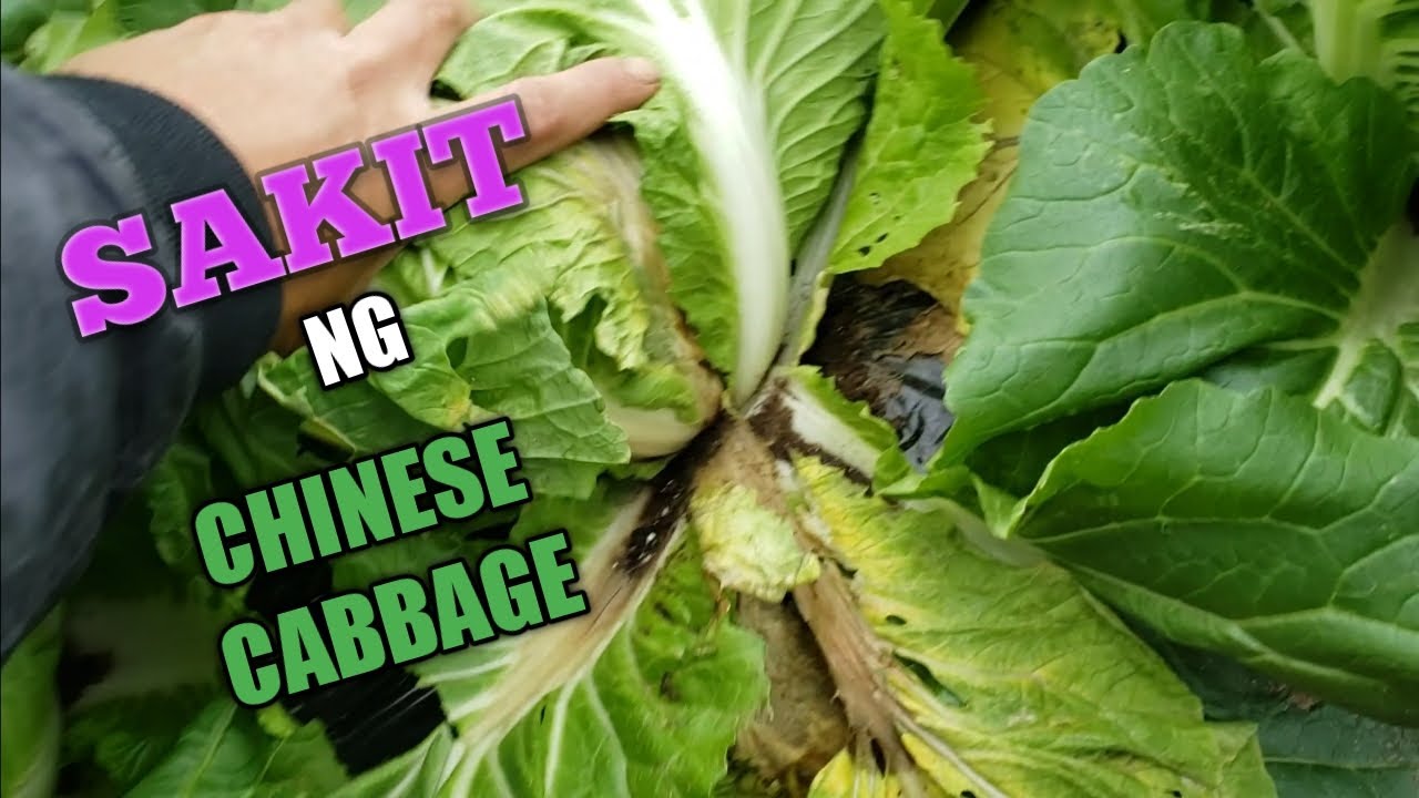 Uri ng Sakit ng Chinese Cabbage, Spotted! YouTube